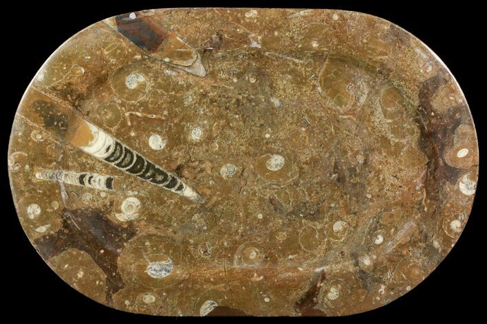 Fossil Orthoceras & Goniatite Oval Plate - Stoneware #140009
